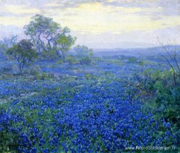 Een bewolkte dag, Bluebonnets nabij San Antonio, Texas