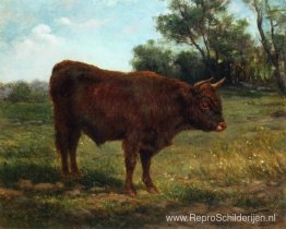 Longhorn-stier in een landschap