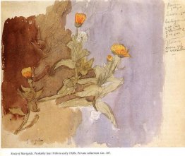 Studie van goudsbloemen