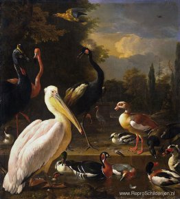 Een pelikaan en andere vogels bij een vijver (de drijvende veer)