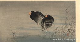 Twee Gallinules in ondiep water