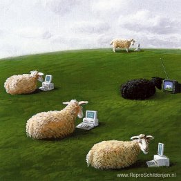 Schapen met lap tops