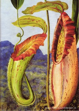 Nepenthes northiana