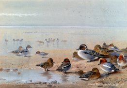 Pijlstaart, Wintertaling En Smient, Aan De Kust