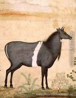 Nilgai blauwe koe