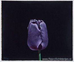 Tulp