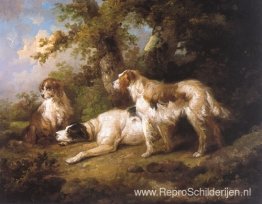 Honden in landschap - Setters & Pointer