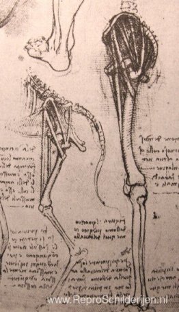 Tekening van de vergelijkende anatomie van de benen van een man