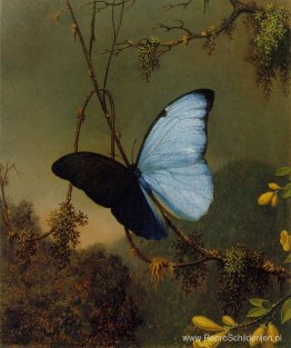 Blauwe Morpho-vlinder