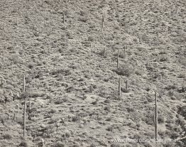 Arizona Landscape, 1945 (gelatinezilverfoto)