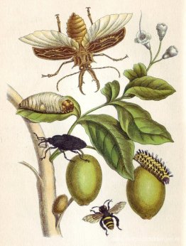 uit Metamorphosis insectorum Surinamensium, Plaat XLVIII