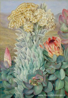 Giant Everlasting en Protea op de heuvels bij Port Elizabeth