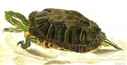 Schilderij van Trachemys scripta elegans (Wied)