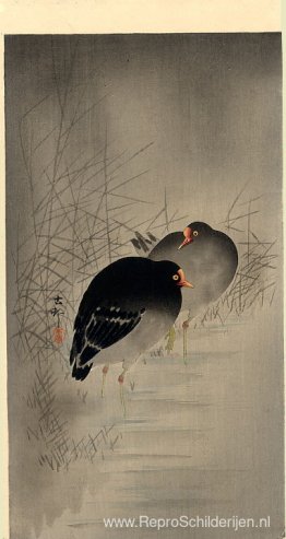 Twee gallinules