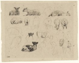 Studies van schapen