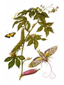 Bord met stadia van Cocytius antaeus, uit Metamorphosis insector