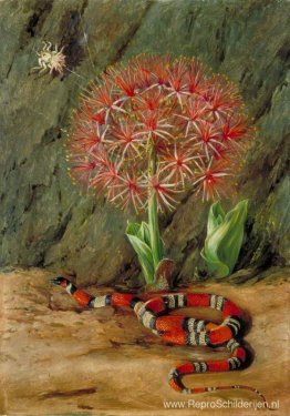 Flor Imperiale, Coral Snake en Spider, Brazilië