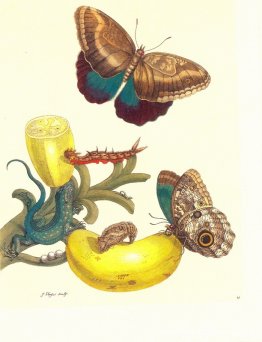 Bord #23 - Musa paradisiaca, Caligo teucer en Cnemidophorus lemn