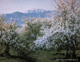 Verlaten boomgaard