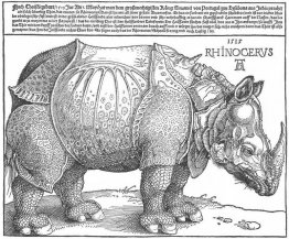 Neushoorn