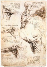 Anatomische studies van de schouder