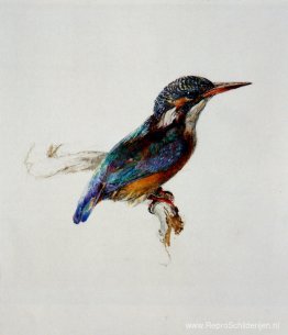 Ijsvogel