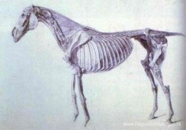 Diagram uit De anatomie van het paard