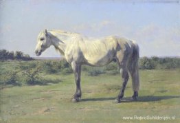 Een grijs paard in een veld