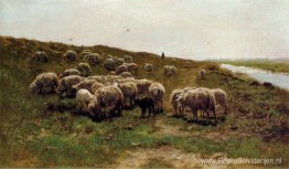 Schapen op een dijk