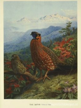 Satyr-Tragopan