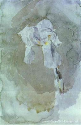 Witte iris