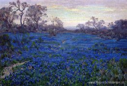 Bluebonnets in Twilight, vlakbij San Antonio