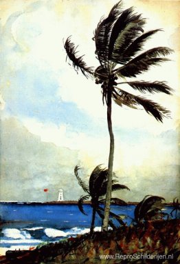 Palmboom, Nassau