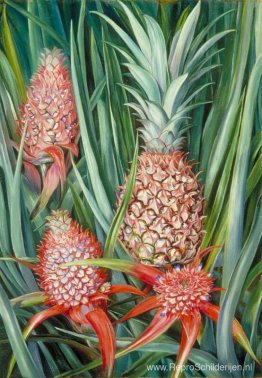 Wild Pine Apple in bloem en fruit, Borneo