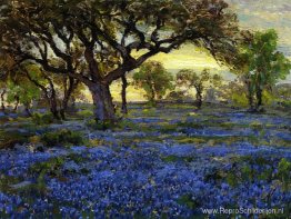 Oude Live Oak Tree en Bluebonnets op de militaire gronden van We