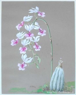 Witte Orchideeën