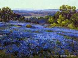 Bluebonnets, late namiddag, ten noorden van San Antonio