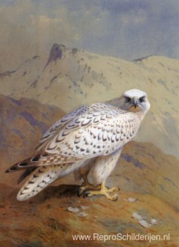 Een Groenlandse of Gyr Falcon