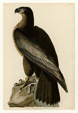 Plaat 11. Vogel van Washington