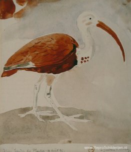 Ibis