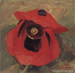 Papaver