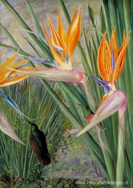 Strelitzia en Sugar Birds, Zuid-Afrika