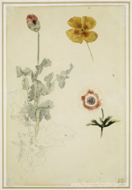 Studie van bloemen