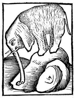 Olifant in Hortus sanitatis